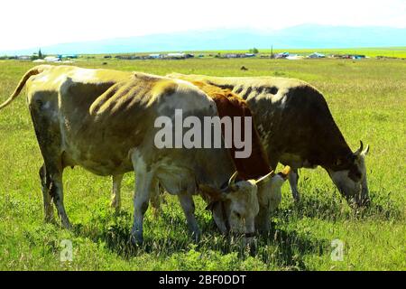 3 bulls grazing next to each other. Lush pasture field and Angle in the air on a sunny day. Stock Photo