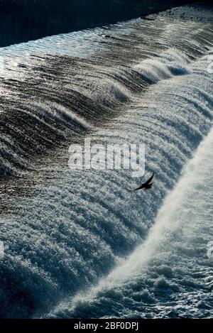 a pigeon flying over the pescaia di Santa Rosa of the Arno river in Florence, Italy Stock Photo