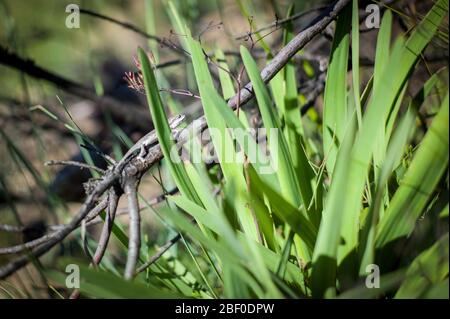 A rare Little Karoo dwarf chameleon, Bradypodion karooicum, is well camouflaged on the Bloupunt hiking trail, Montagu Mountain Reserve, South Africa Stock Photo