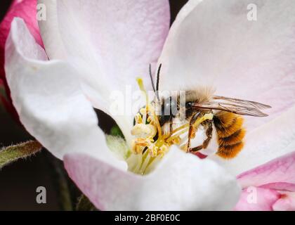 A Mason Bee (Osmia bicornis) feeds from apple tree blossom pollinating the tree in the process Stock Photo