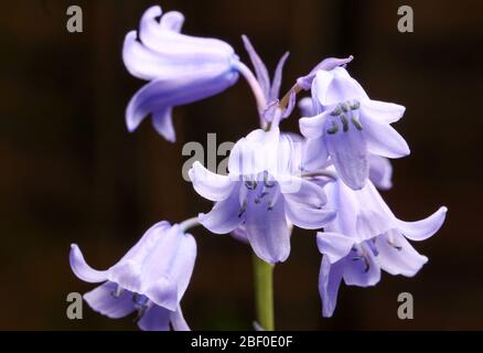 Common bluebell flower ( Hyacinthoides non-scripta ) in a UK garden Stock Photo