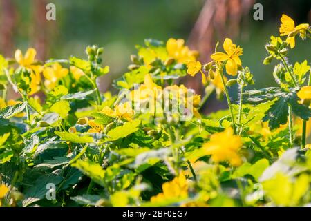 yellow blooming of the greater celandine. wild herbs on the grassy meadow on a sunny day. the plant from poppy family is also known as Chelidonium maj Stock Photo