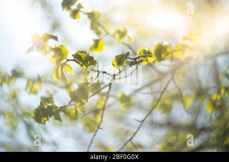 Hazelnut branches in the sun, close-up. Spring background. Stock Photo