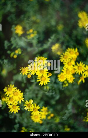 Yellow daisies in the field, close-up Stock Photo