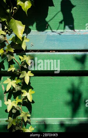 Green and blue painted wall detail framed with climbing Ivy and bathed in morning light and shadow - background Stock Photo