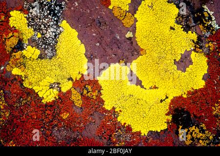 1960s 1970s BRIGHT YELLOW CRUSTOSE LICHEN CALOPLACA THALLINCOLA GROWING ON ROCKY SURFACE AMID ALGAE IN MUTUALISTIC RELATIONSHIP - 016538 LAN001 HARS OLD FASHIONED Stock Photo