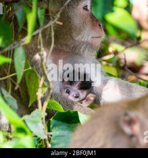 Square view of a baby and mother grey long-tailed macaque in Bali, Indonesia. Stock Photo