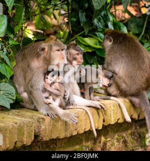 Square view of grey long-tailed macaques in Bali, Indonesia. Stock Photo