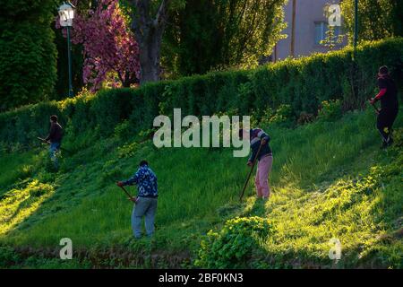 group of people scything the grass on a hump. lawn mowing in an old-school way on a sunny morning in springtime. location kyiv embankment in uzhgorod Stock Photo