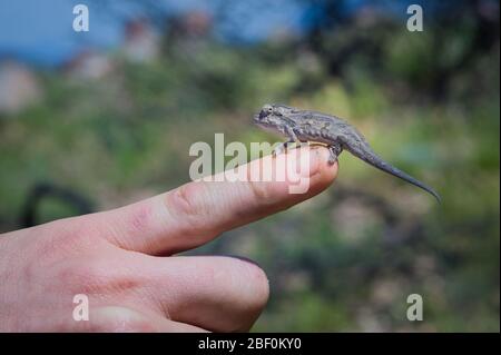 A rare Little Karoo dwarf chameleon, Bradypodion karooicum, is well camouflaged on the Bloupunt hiking trail, Montagu Mountain Reserve, South Africa. Stock Photo