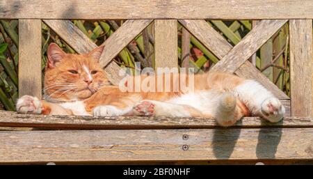 Large Ginger Male Tomcat Cat Tabby Orange and white striped lying in sunshine on garden bench close up low level view - Cats Asleep Stock Photo