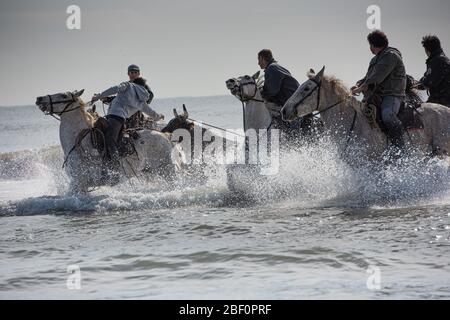 White horses galloping on the beach during the Festival d'Abrivados in Saintes-Maries-de-la-Mer, Camargue, France Stock Photo
