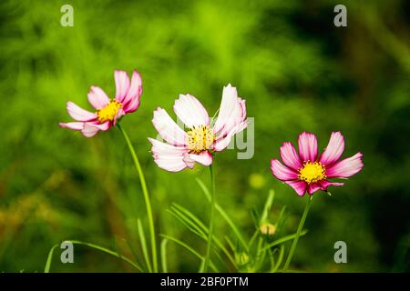 Close-up on three dainty pink daises on blurred vibrant green background. Stock Photo
