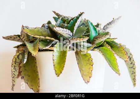 Soft focus close-up on the striking patterned leaves of 'mother of thousands' (Kalanchoe daigremontiana) houseplant on a white background. Stock Photo