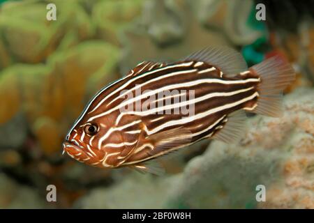 Six-lined soapfish (Grammistes sexlineatus), Red Sea, Jordan Stock Photo