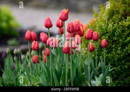 Tulipa World's Favorite,Darwin Hybrid Tulip,tulips, tomato-red flowers,golden-yellow petal edges,spring flowers,RM floral Stock Photo