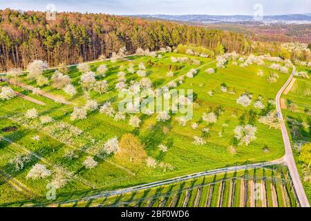 Drone shot, cherry blossom, meadow orchard in the Rems valley, Swabian Forest, Baden-Wuerttemberg, Germany Stock Photo