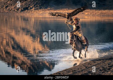 Mongolian eagle hunter, Kazakh rides on horseback through water with trained eagle, Bayan-Olgii province, Mongolia Stock Photo