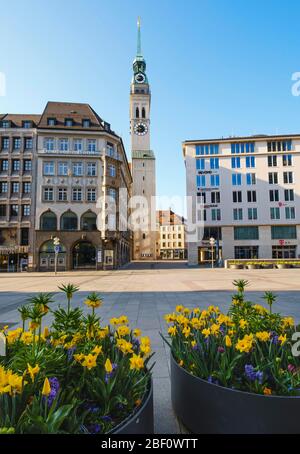 Daffodils in flower pots on Marienplatz, steeple of St. Peter's Church, Old Town, Munich, Upper Bavaria, Bavaria, Germany Stock Photo