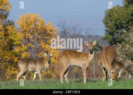 Elds Deer. SCBI,Front Royal,Fall foliage,Species: eldii,Genus: Rucervus,Family: Cervidae,Order: Artiodactyla,Class: Mammalia,Phylum: Chordata,Kingdom: Animalia,Eld's Deer,Burmese Brow-antlered Deer,Deer,Ungulate,Even-toed ungulate,fall color,female Stock Photo