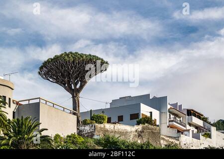 White typical canarian houses in small village of Icod de Vinos with the tall dracaena drago tree sticking out. Stock Photo