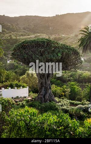 Famous 'Drago Milenario' in Spanish village of Icod de los Vinos, is the oldest and largest living specimen of Dracaena draco, or dragon tree. Stock Photo