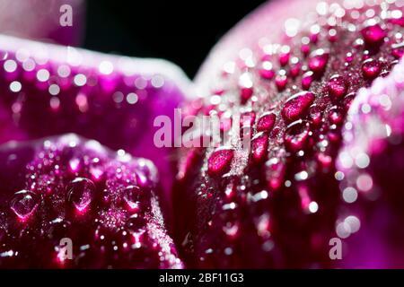 Macro of water drops on purple orchid petals Stock Photo