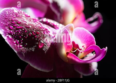 Close-up of two purple orchid flowers on black background Stock Photo