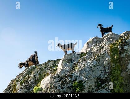 Two little goats following their mother in the mountains of Anaga Rural Park, near Taborno, Tenerife, Spain. Stock Photo