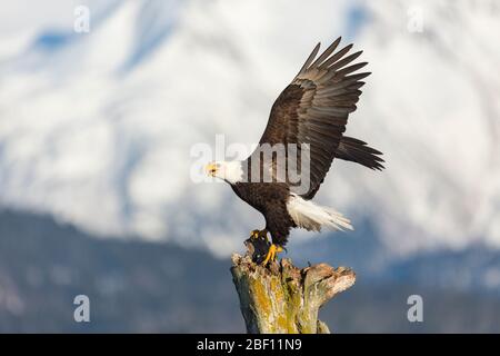 Screaming bald eagle in Alaska Stock Photo