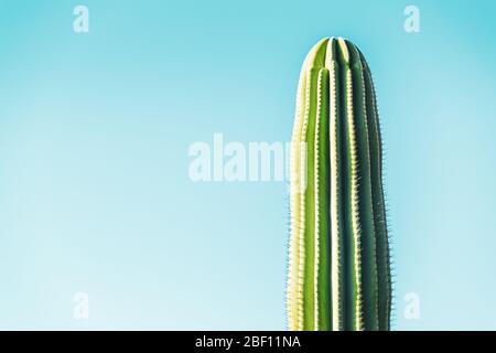 Close-up on a big green cactus over bright blue pastel background. Bright and colorful cactus background. Stock Photo