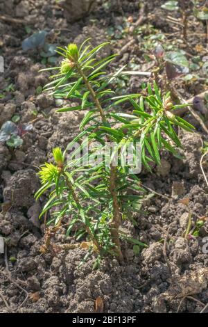 Seedling of Abies nordmanniana also known as Nordmann fir or Caucasian fir Stock Photo