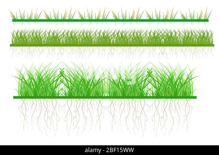 Set green grass isolated on white background. Fields and spring season horizontal garden elements. Organic plant collection. Stock vector illustration Stock Vector