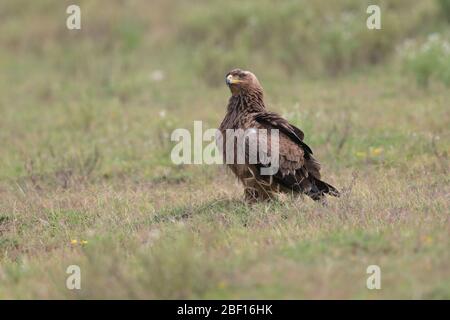 The tawny eagle is a large, long-lived bird of prey. Like all eagles, it belongs to the family Accipitridae. Stock Photo