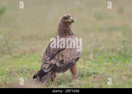 The tawny eagle is a large, long-lived bird of prey. Like all eagles, it belongs to the family Accipitridae. Stock Photo