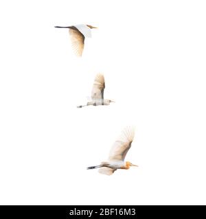 Square view of Cattle Egrets in flight in Bali, Indonesia. Stock Photo