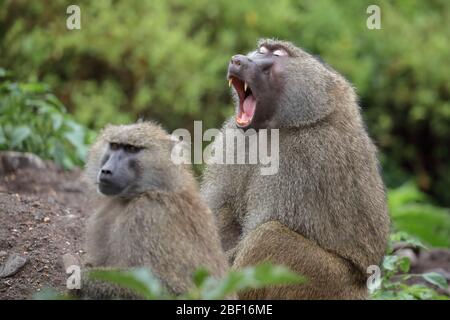 The olive baboon, also called the Anubis baboon, is a member of the family Cercopithecidae. Stock Photo