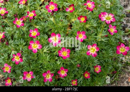 Mossy saxifrage 'pink' (Saxifraga arendsii) Stock Photo