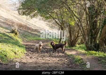 Dog walks in the woods Stock Photo