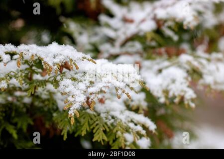 White snow on green tree branches closeup Stock Photo