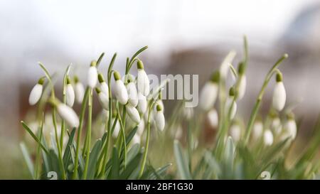 Changing seasons in nature, springtime. Blooming delicate Snowdrop - Galanthus nivalis in sunny day, soft focus, bottom view. Stock Photo