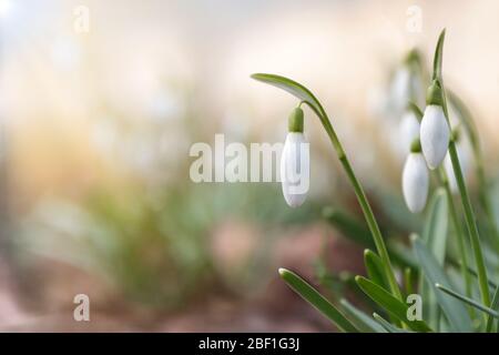 Changing seasons in nature, springtime. Blooming delicate Snowdrop - Galanthus nivalis in sunny day, soft focus, free space. Stock Photo