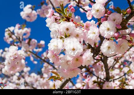 Delicate flowering of pink sakura. Lush cherry blooming against bright blue sky on a sunny april day. Blosoming trees in parks, gardens and orchards. Stock Photo