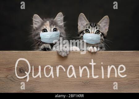 Two kittens in protective medical masks hold their paws on a wooden board with the inscription Quarantine. Protecting and stopping the spread of coron Stock Photo