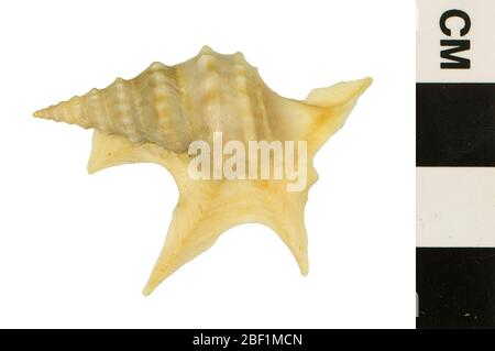 Pelican's foot shell Stock Photo - Alamy