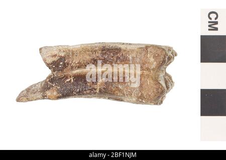 Hipparionine Horse. This object is part of the Education and Outreach collection, some of which are in the Q?rius science education center and available to see.Cenozoic - Neogene - MioceneThis tooth is from a Hipparionine horse, a prehistoric horse that is now extinct. Stock Photo