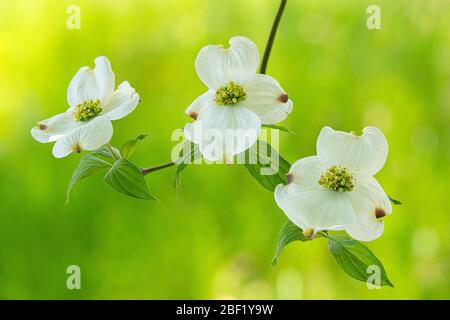 Horizontal close-up shot of three dogwood blooms with out of focus green background.  Copy space. Stock Photo