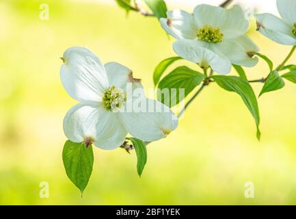 Horizontal shot of a branch with white dogwood blossoms on yellow background with copy space. Stock Photo