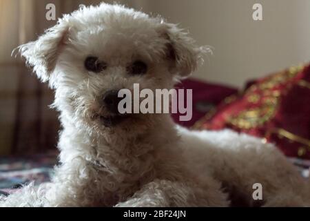 This adorable white poodle poses for the camera while resting on his comfy bed. Stock Photo