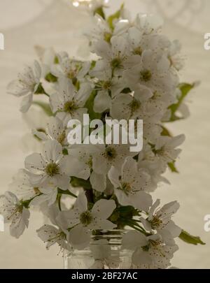 Cherry Stella or Prunus  Avium blossom in a vase. Stock Photo